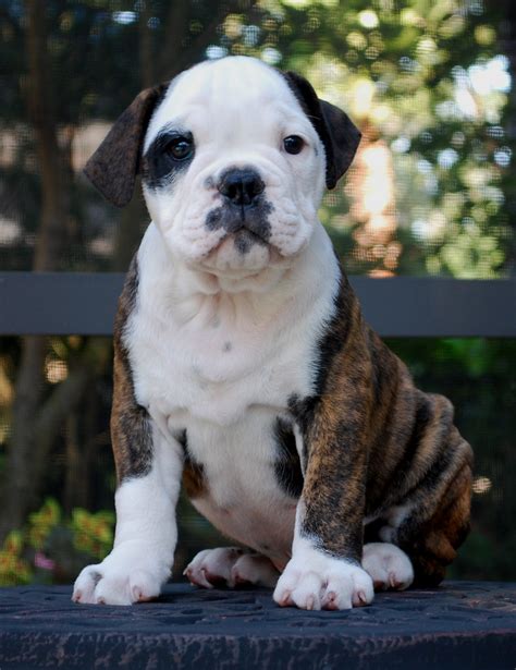 hermes olde english bulldogge|xxl olde english bulldogge breeder.